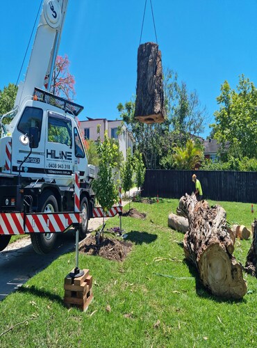experienced tree care team are doing a tree trunk removal in the backyard with the professional equipment