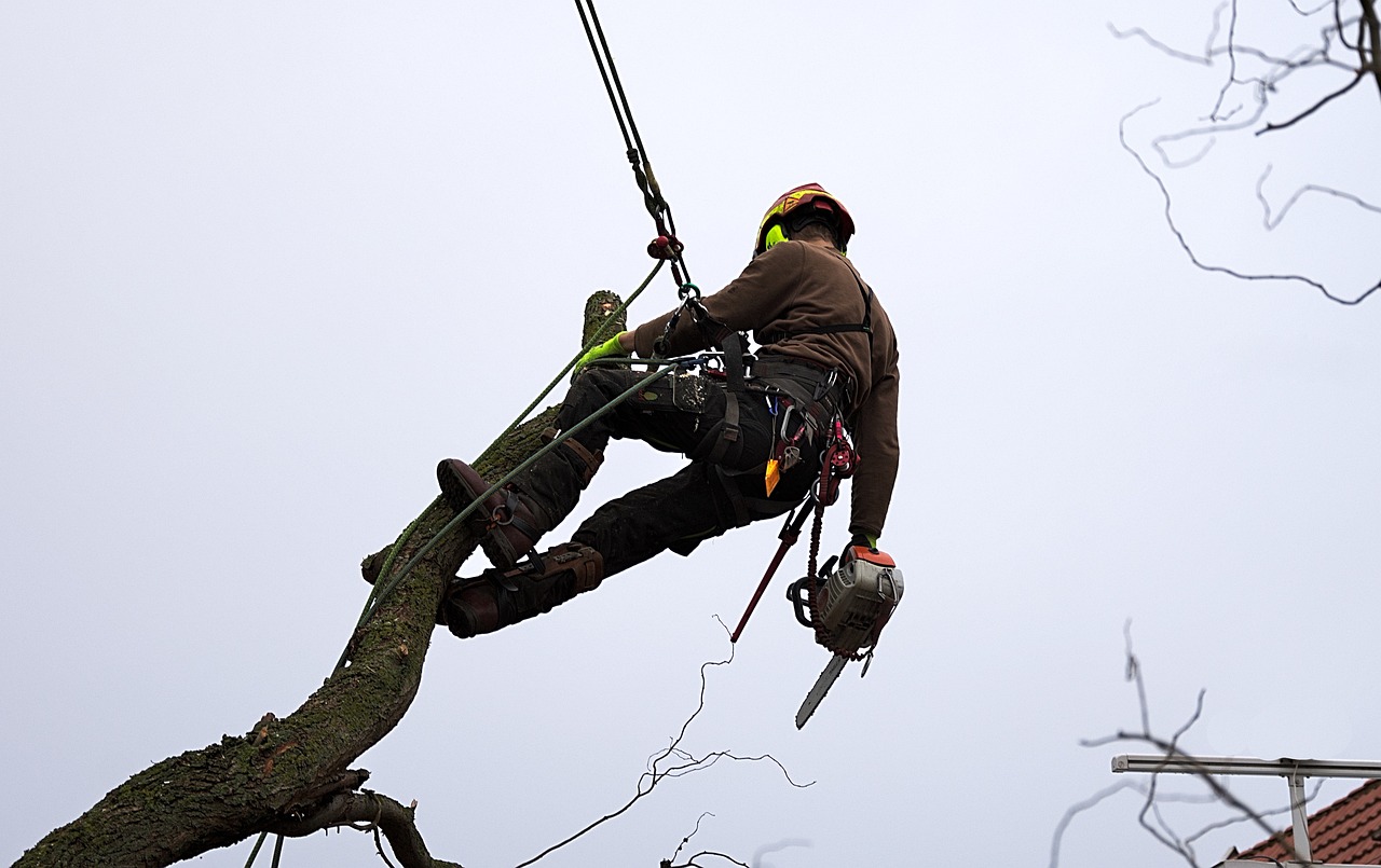 An arborist is working on the tree