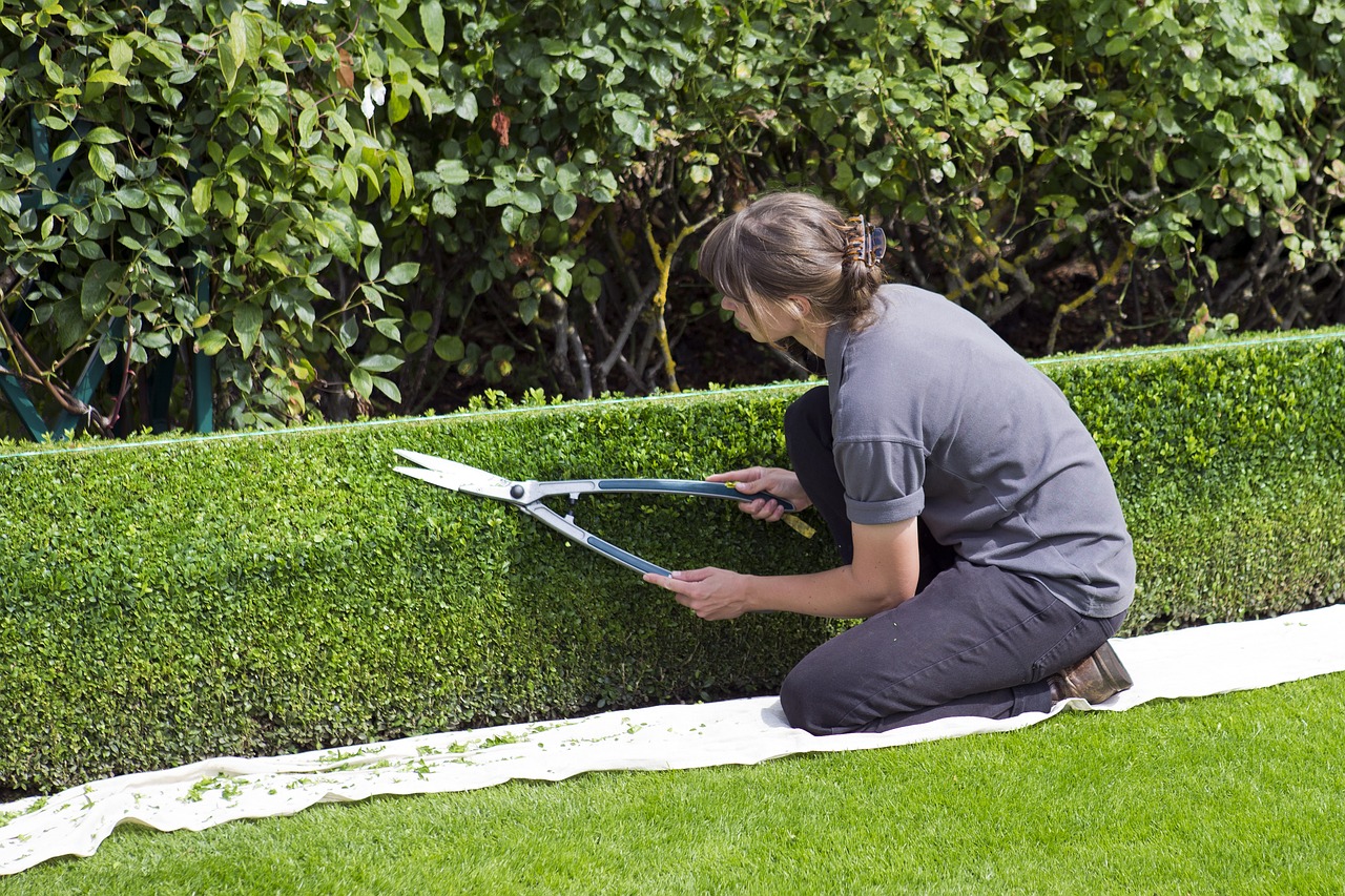 A female arborist is performing shrub pruning