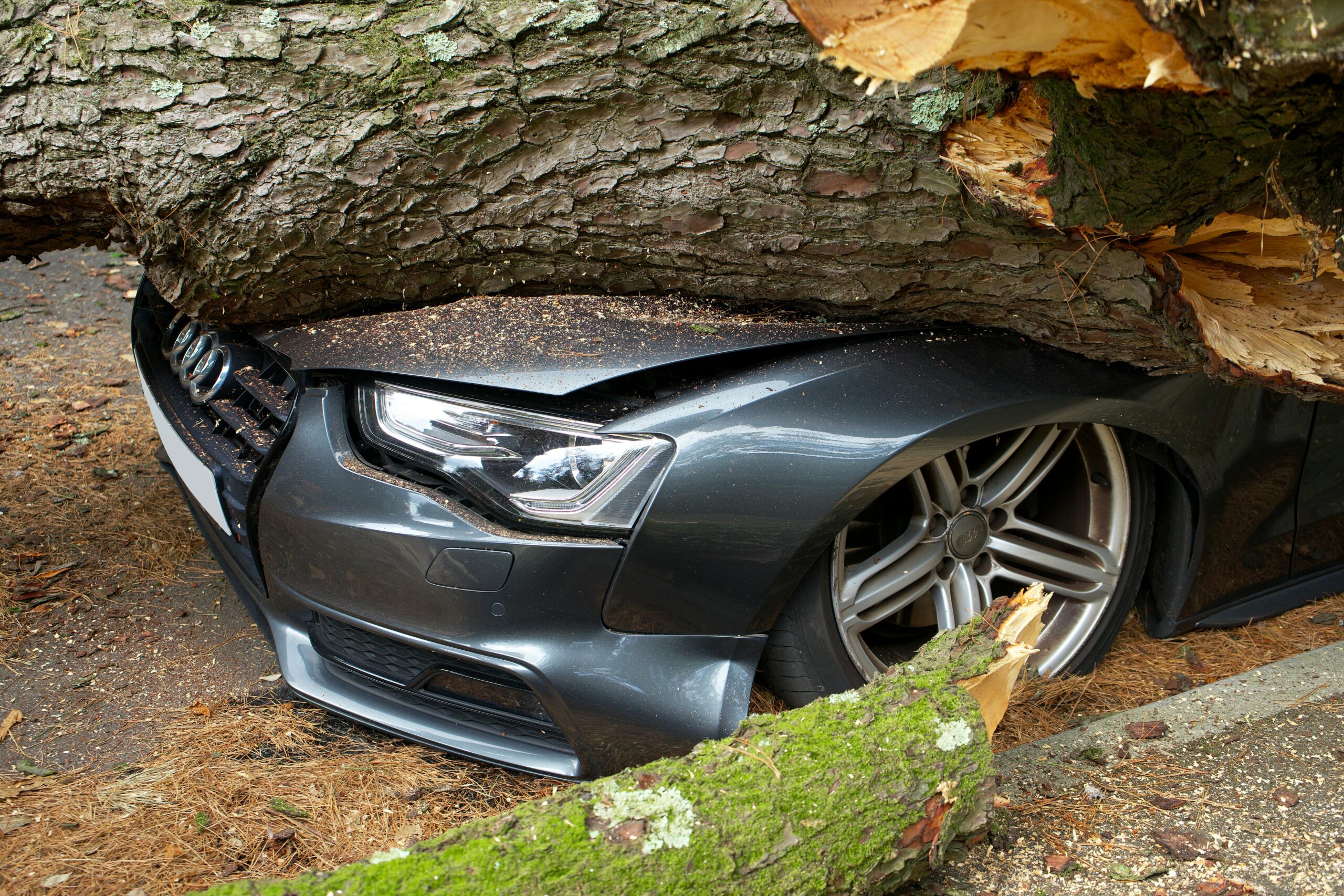 A vehicle damaged by a fallen tree after a storm