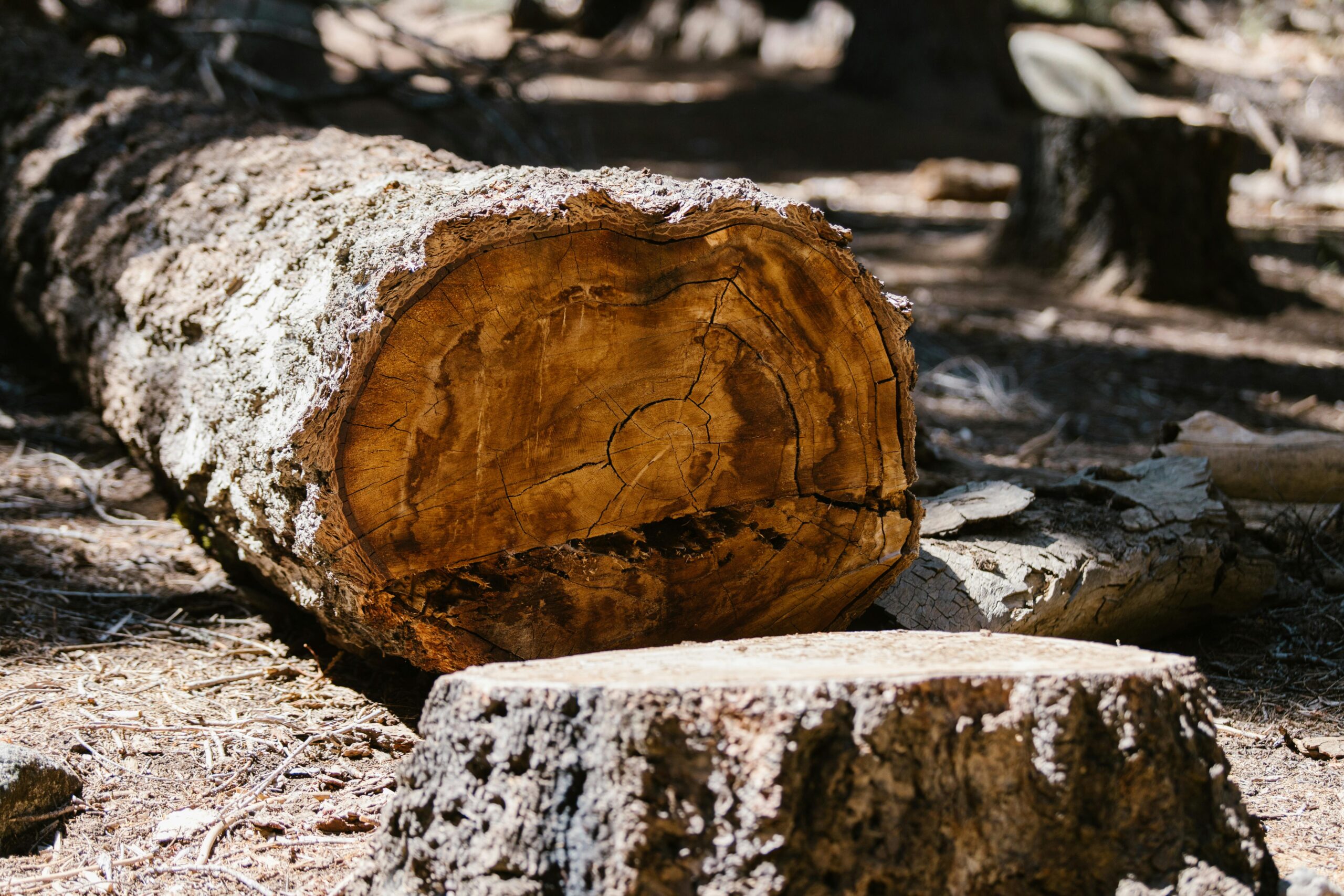 A large tree trunk lies on the forest floor, surrounded by a sunlit wooded area.