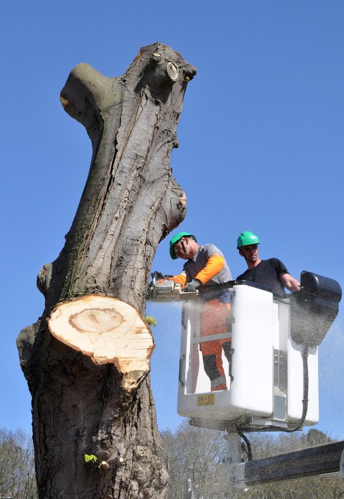 tree removal by two certified arborists in Windsor Ontario