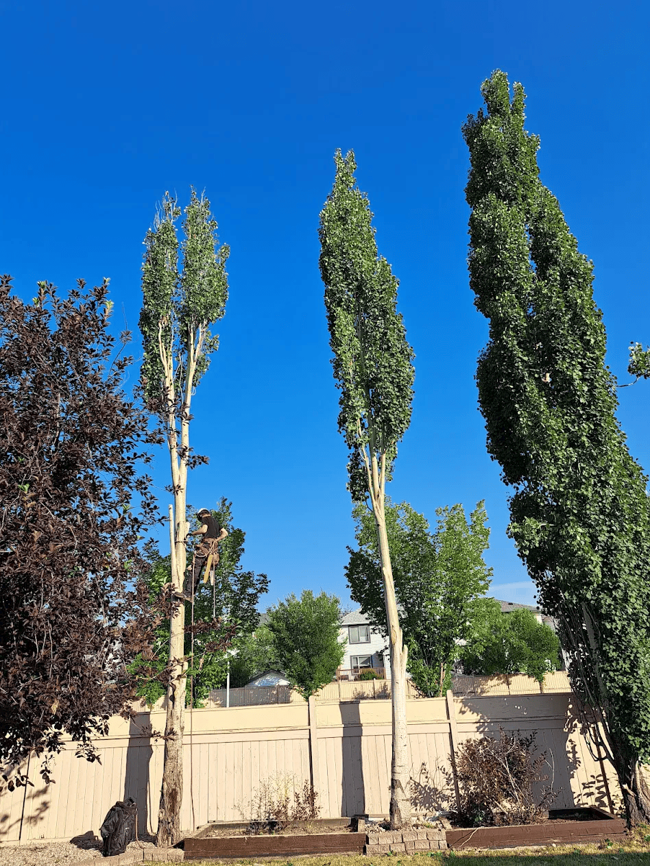 our arborist is working in the client's yard to removal trees-before