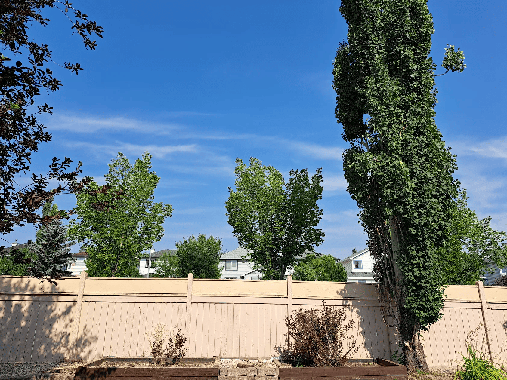 our arborist is working in the client's yard to removal trees-after