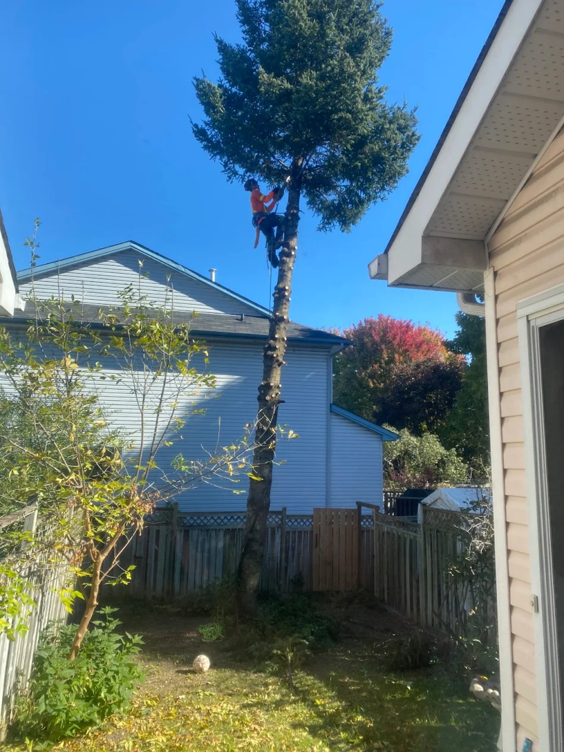 our arborist is on the tree doing tree trimming