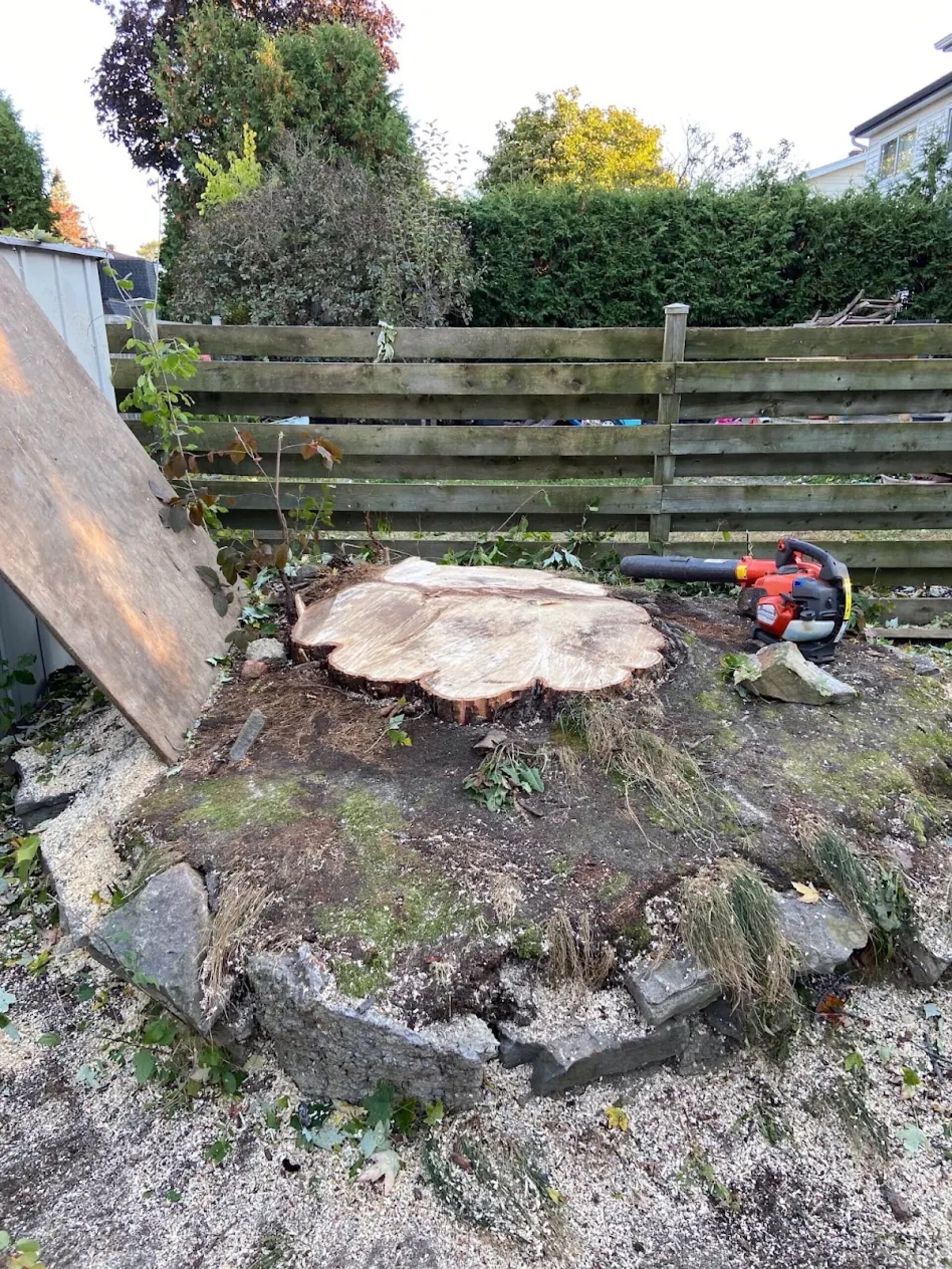 Our team removed a tree for a client in Windsor ON