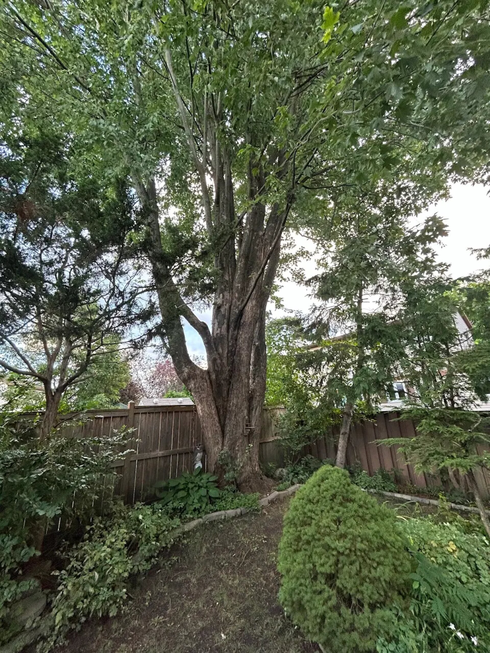 This tree in client's yard waiting us to get removed 2