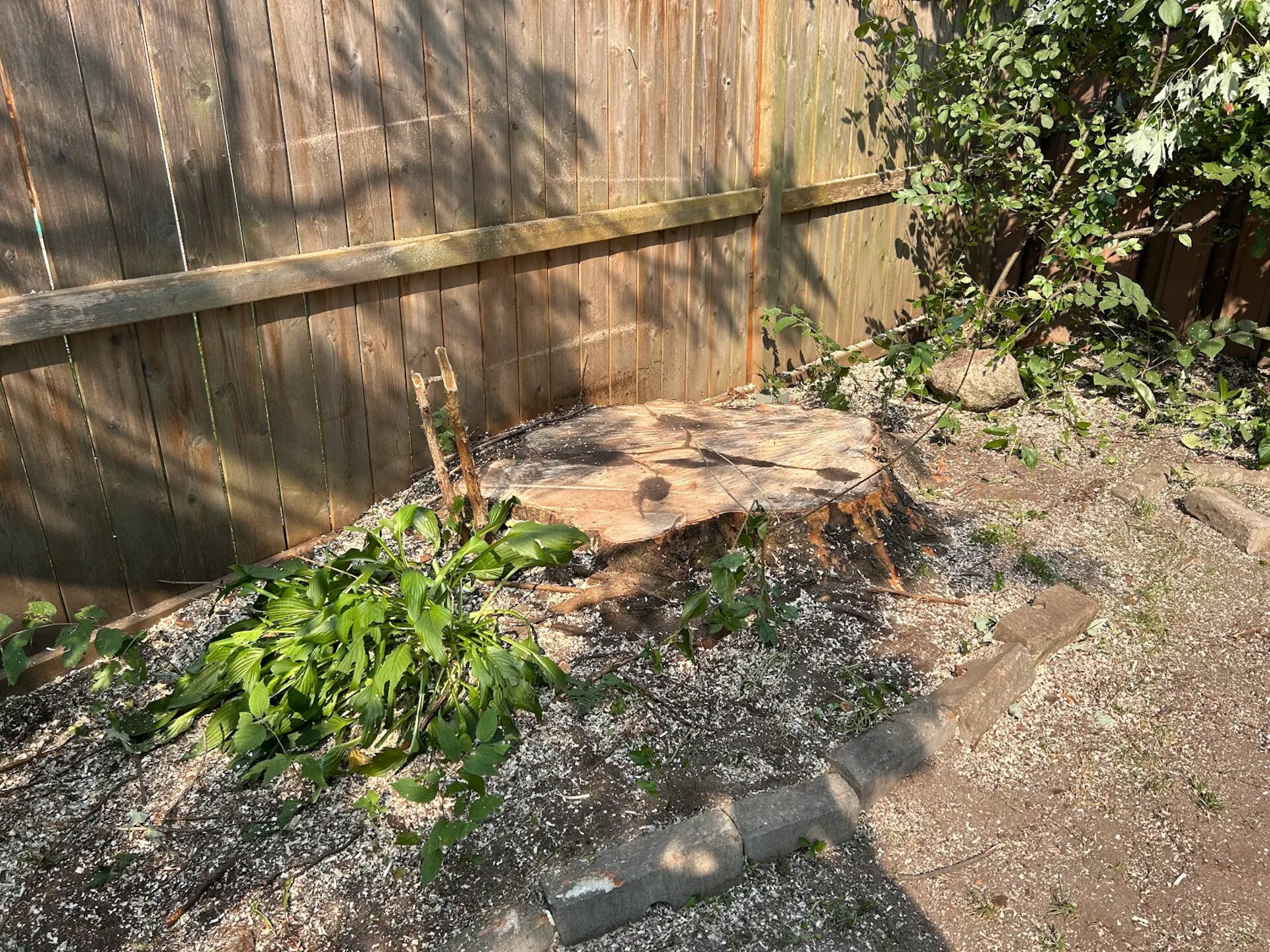 the big tree got removed as our client wanted