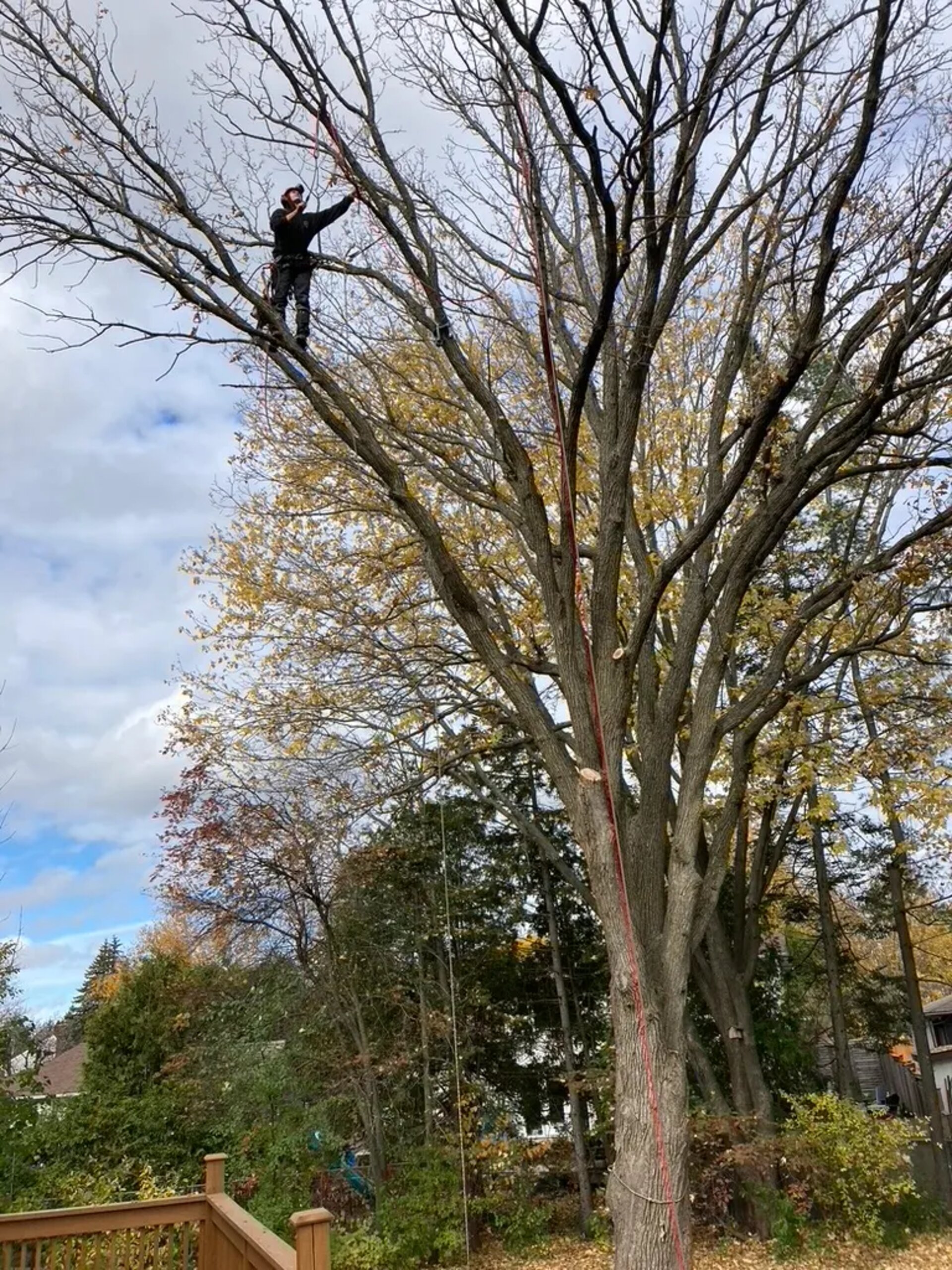 Our arborist team is working in fall season