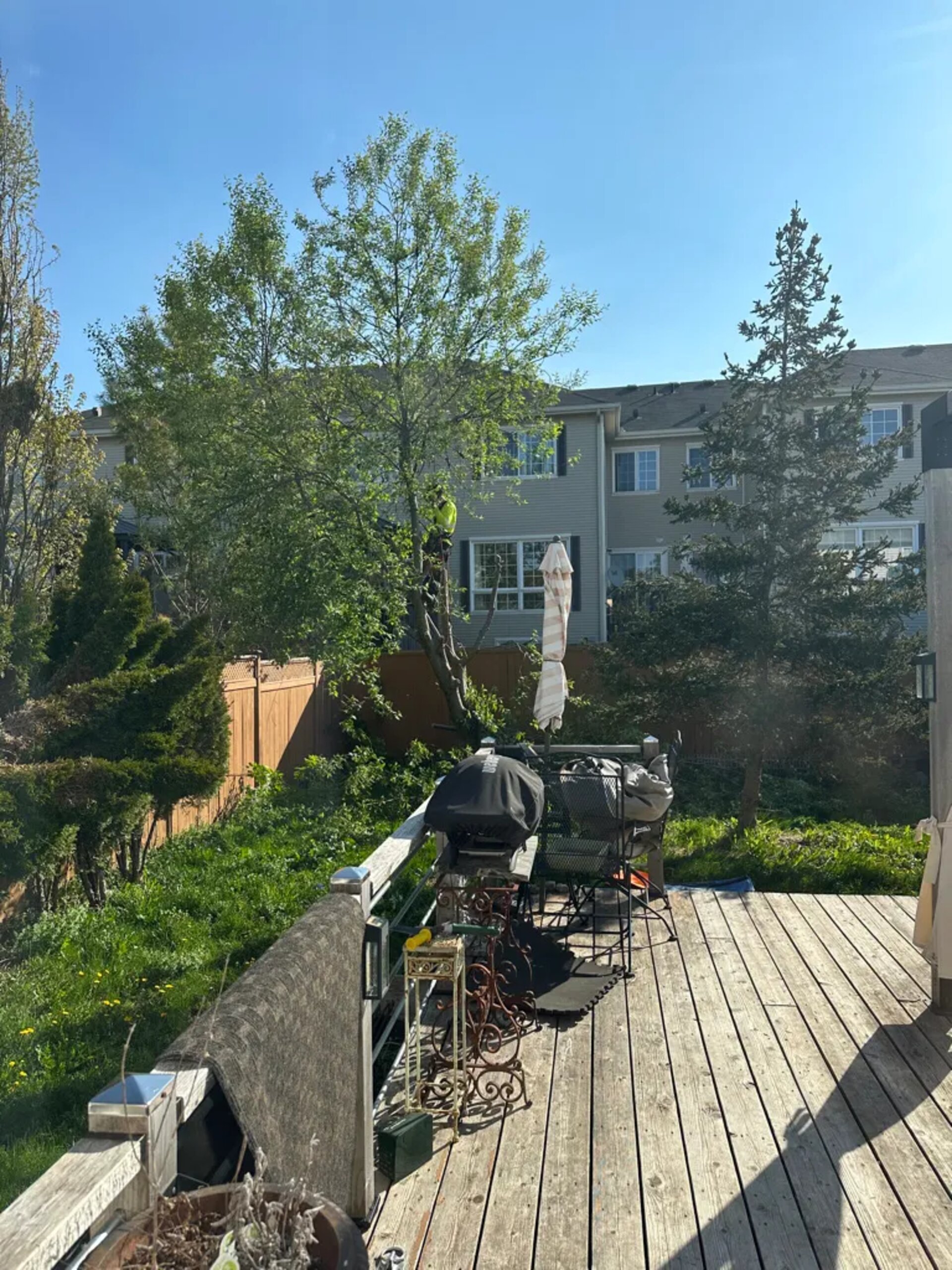 a view of a tree in a client's backyard that needs to get removed