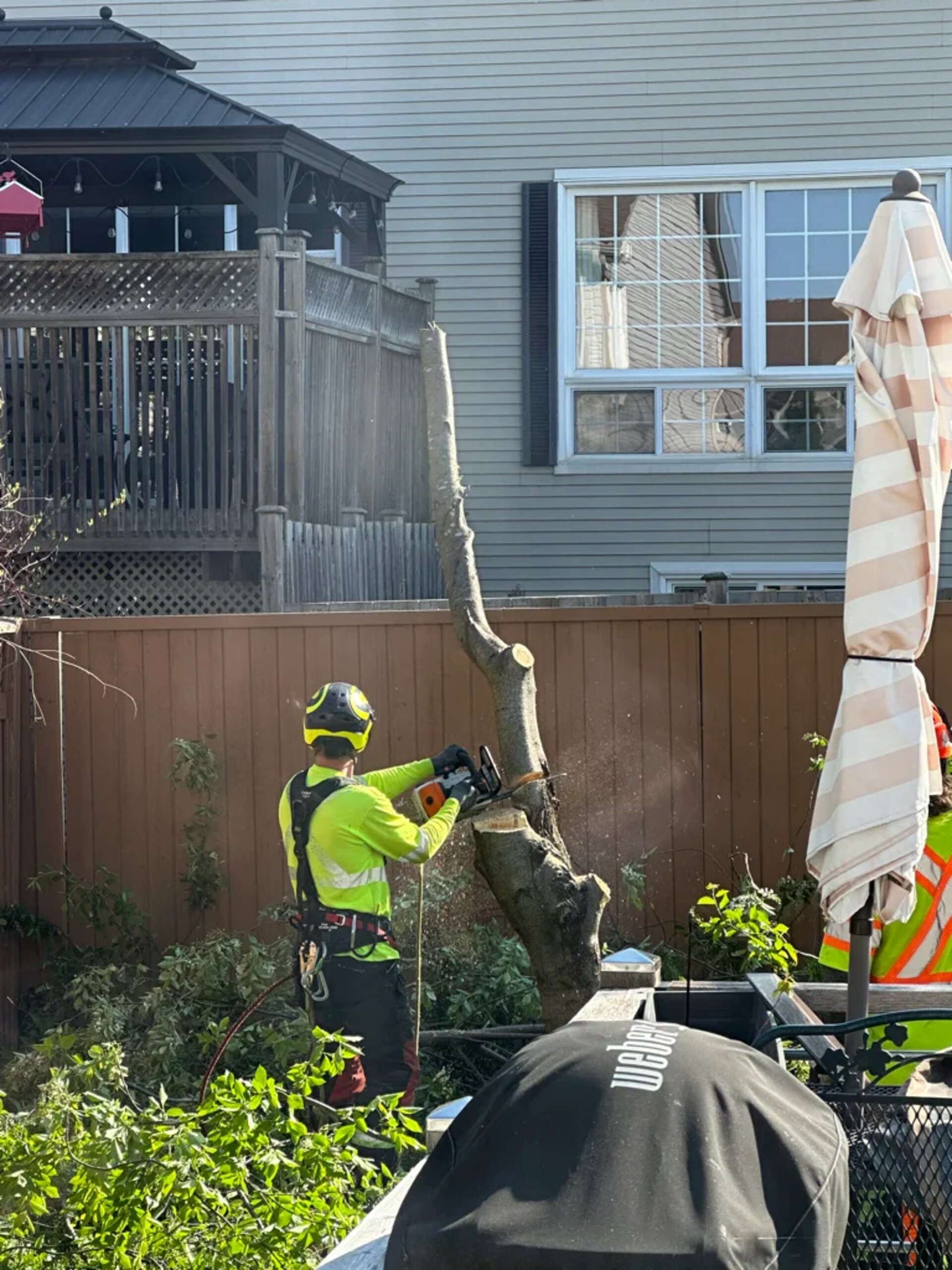arborist is working in the client's backyard to removal a tree-before effect