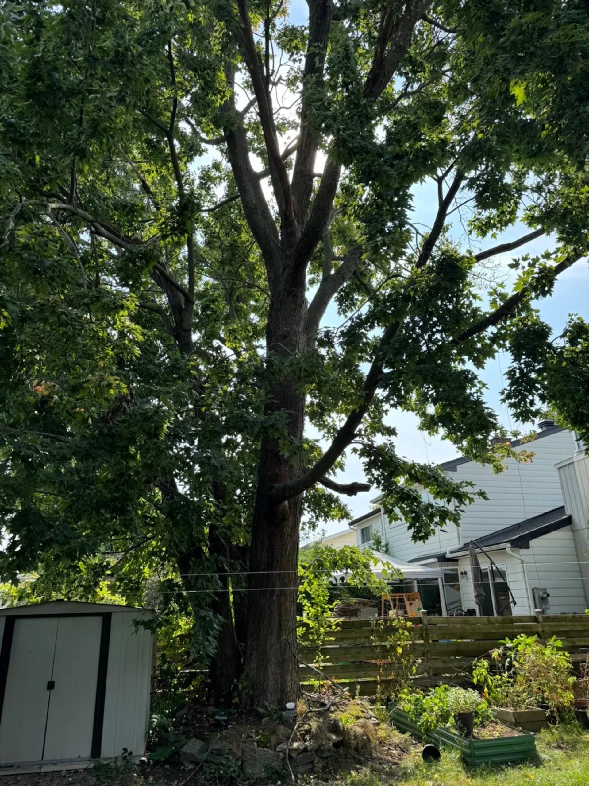 This tree in client's yard waiting us to get removed 1