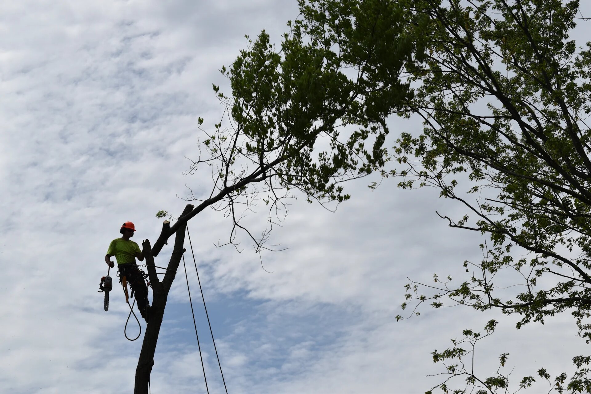 Tree Service Kingston Ontario